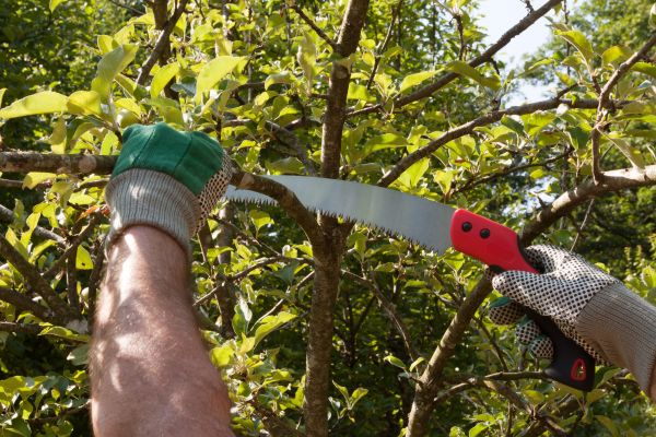 Apple Tree Trimming in Poughkeepsie