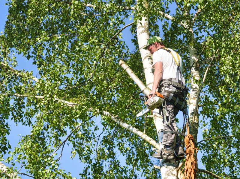 River Birch Pruning