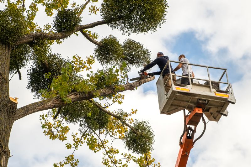 Tree Trimming Service